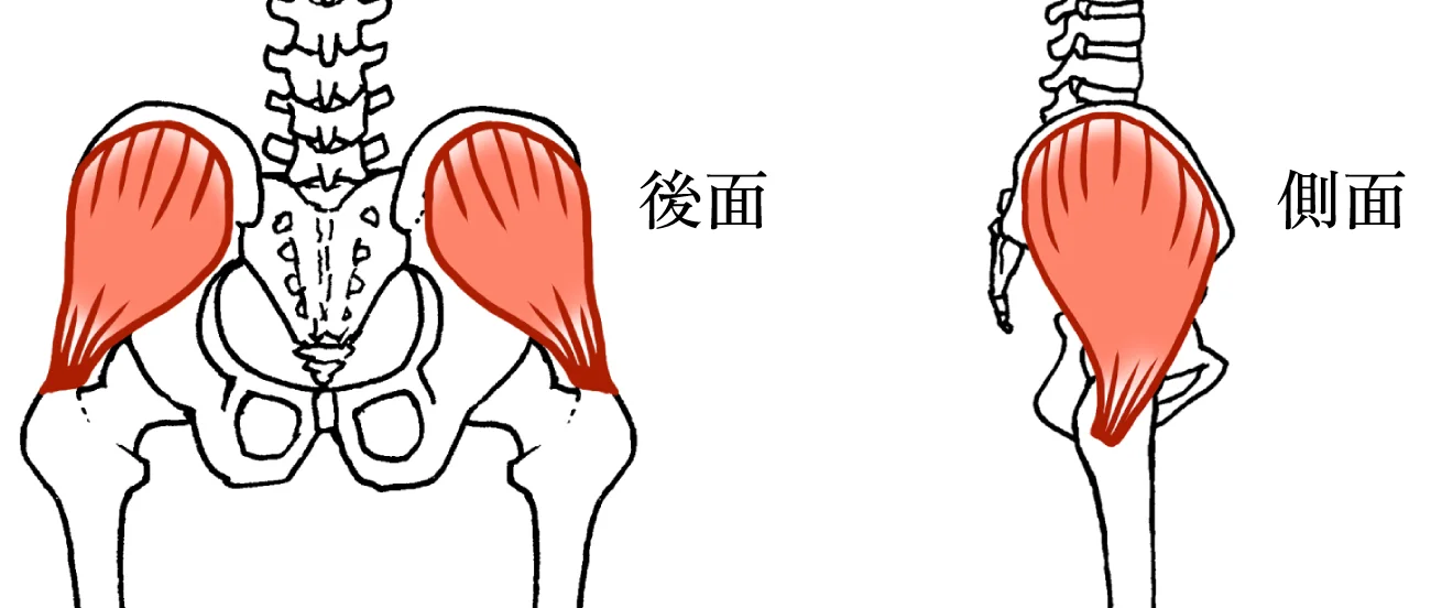 中殿筋の解剖図