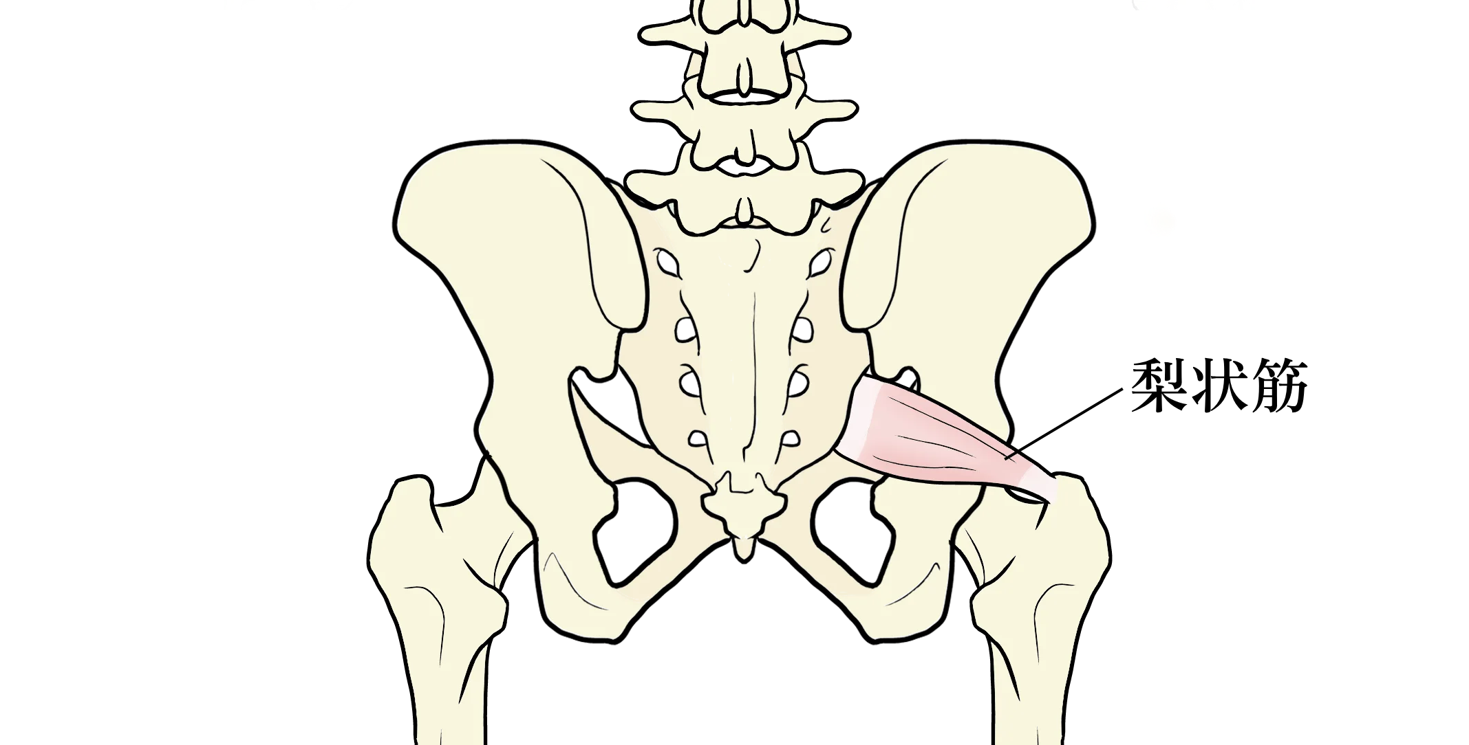 腰の生理痛を起こす梨状筋