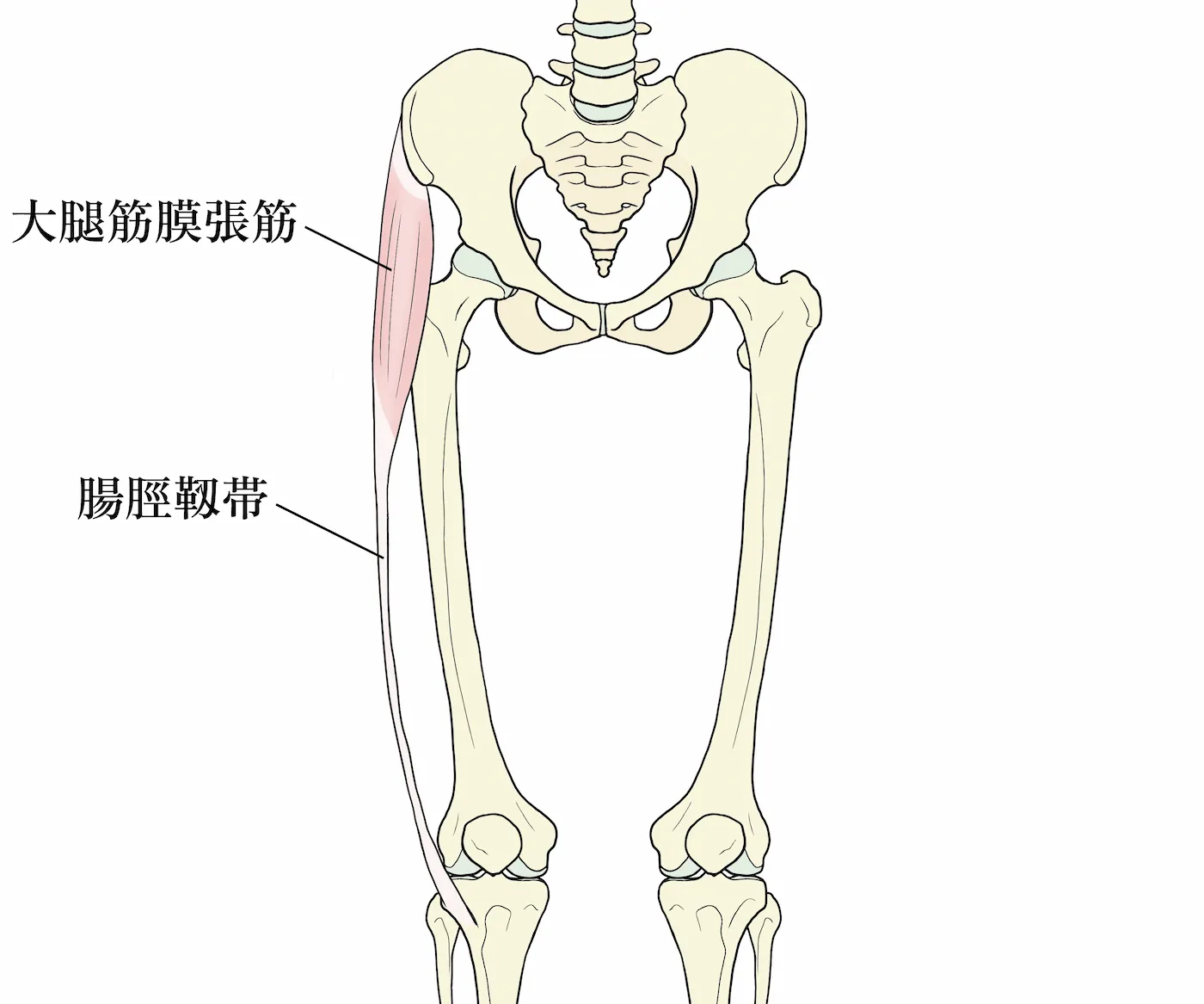大腿筋膜張筋と腸脛靱帯
