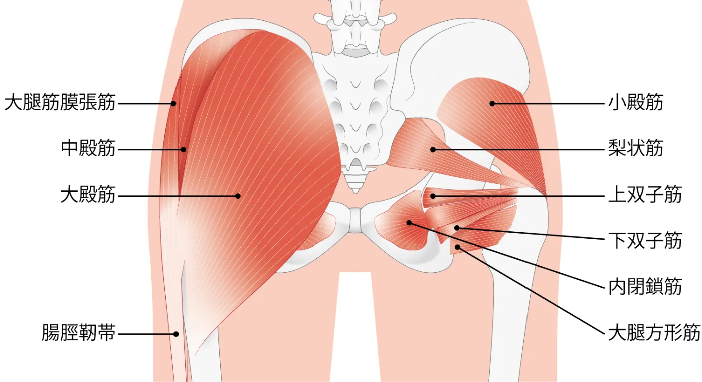 臀筋群の簡易解剖図