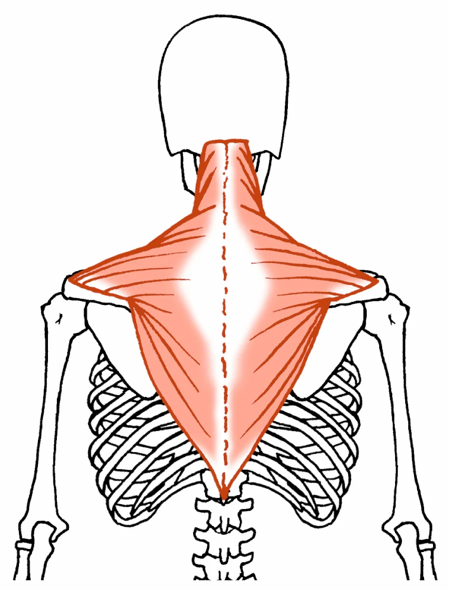 僧帽筋の解剖図