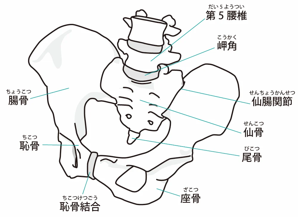 骨盤の全体図