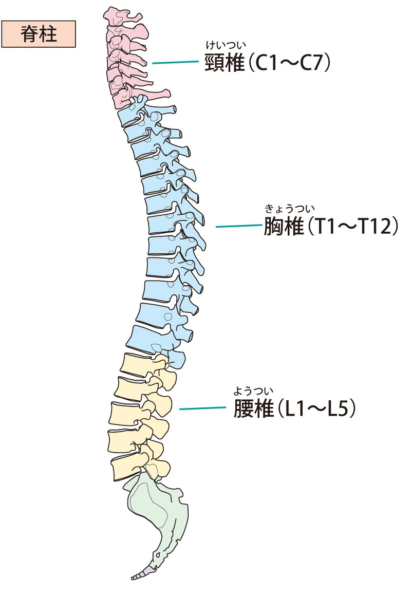 頚椎、及び胸椎と腰椎のイラスト