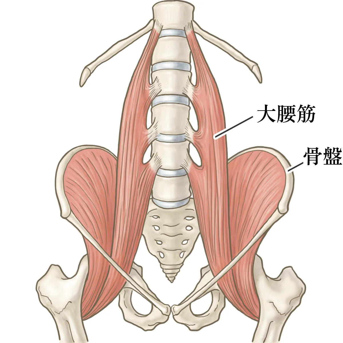 大腰筋の解剖図