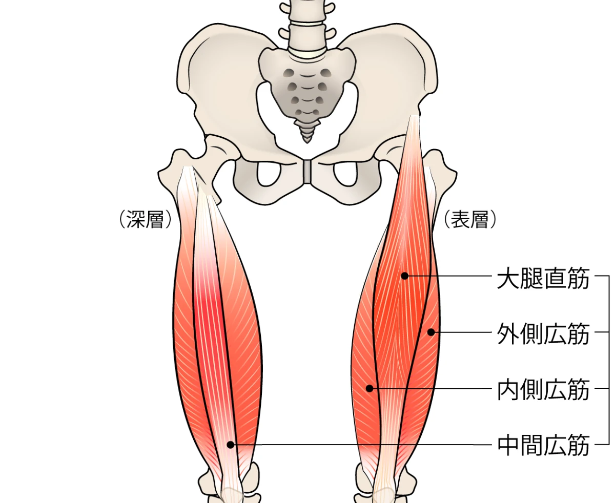 膝痛の原因になる筋肉
